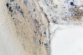 Best Commercial Mold Inspection  in El Paso, IL